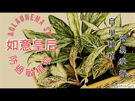 如意種植